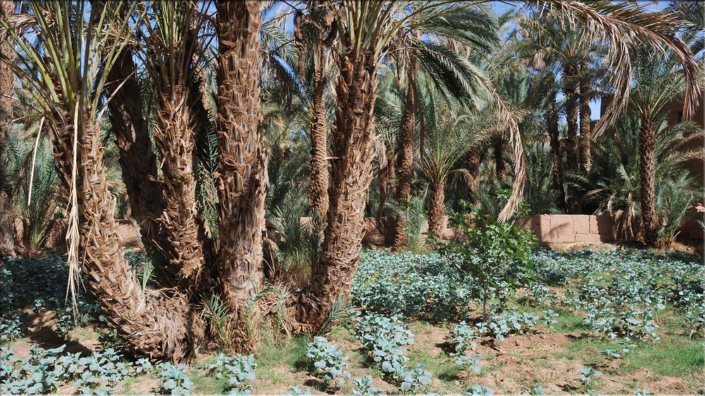 palmerraie Zagora (17)