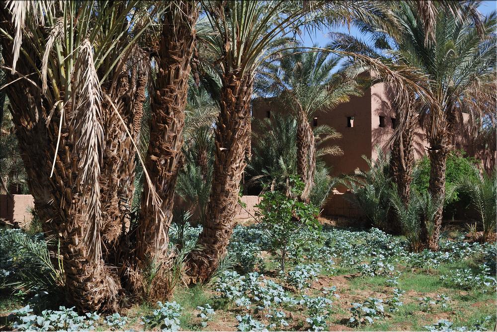 palmerraie Zagora (18)