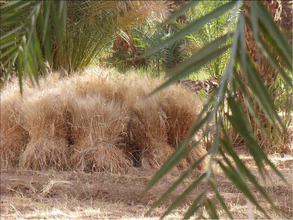palmerraie Zagora (33)