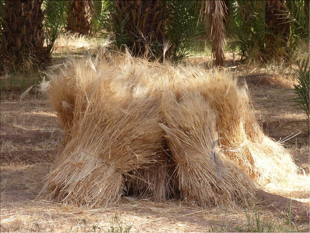 palmerraie Zagora (35)