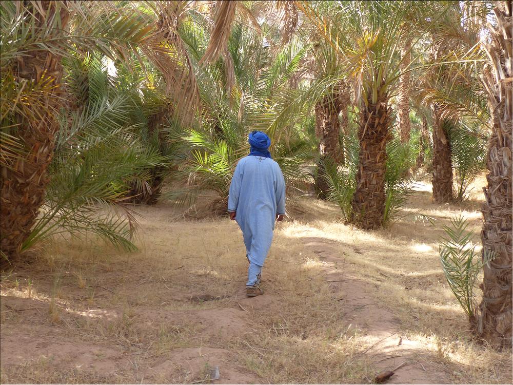 palmerraie Zagora (37)