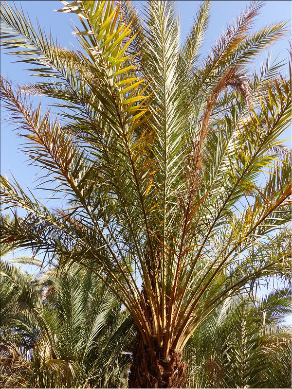 palmerraie Zagora (43)
