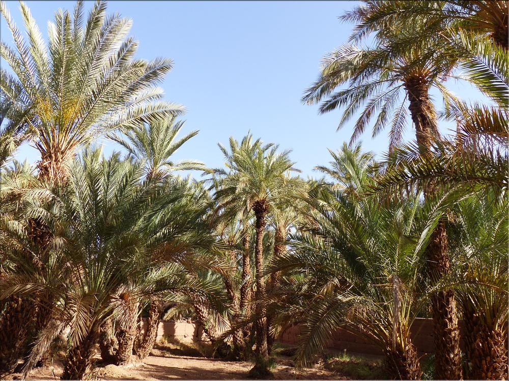 palmerraie Zagora (45)
