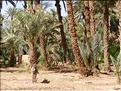 palmerraie Zagora (68)