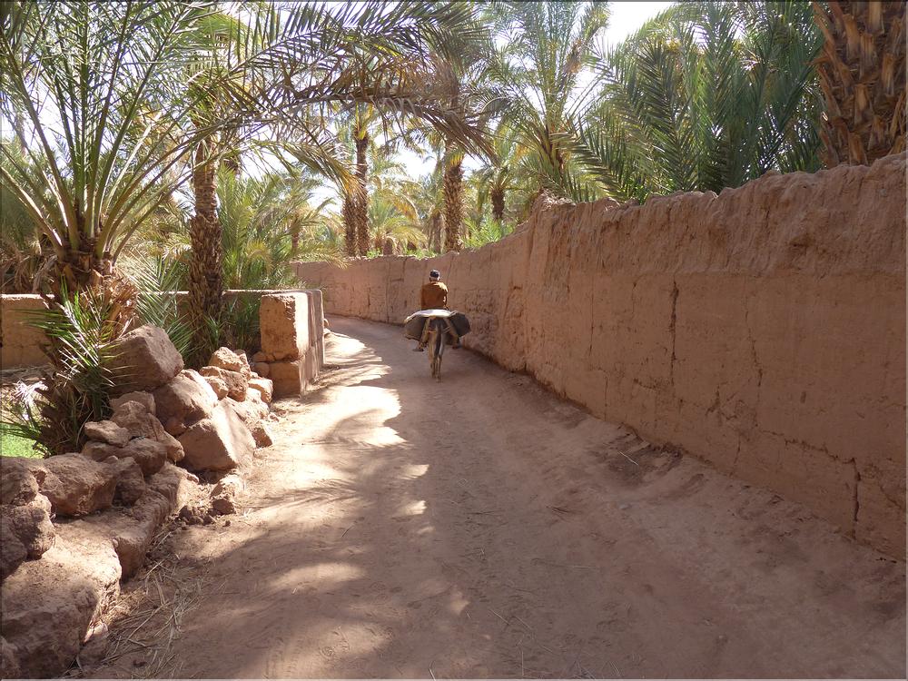 palmerraie Zagora (73)