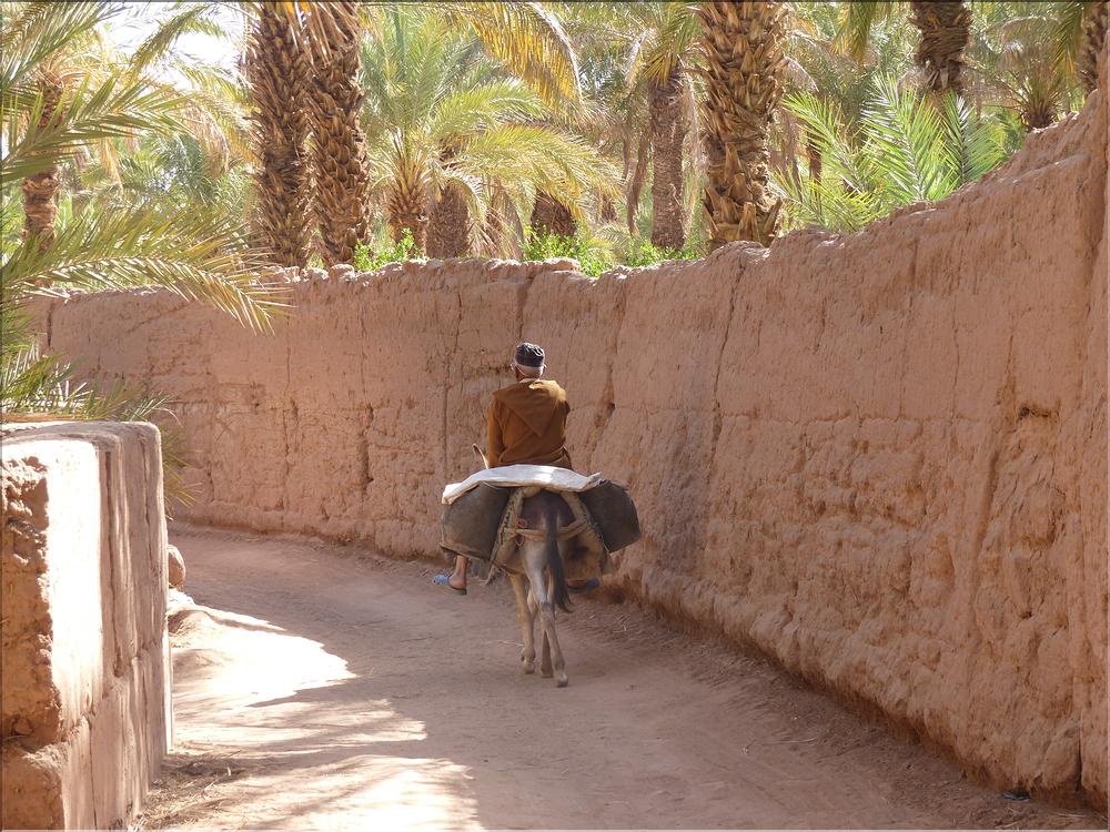 palmerraie Zagora (74)