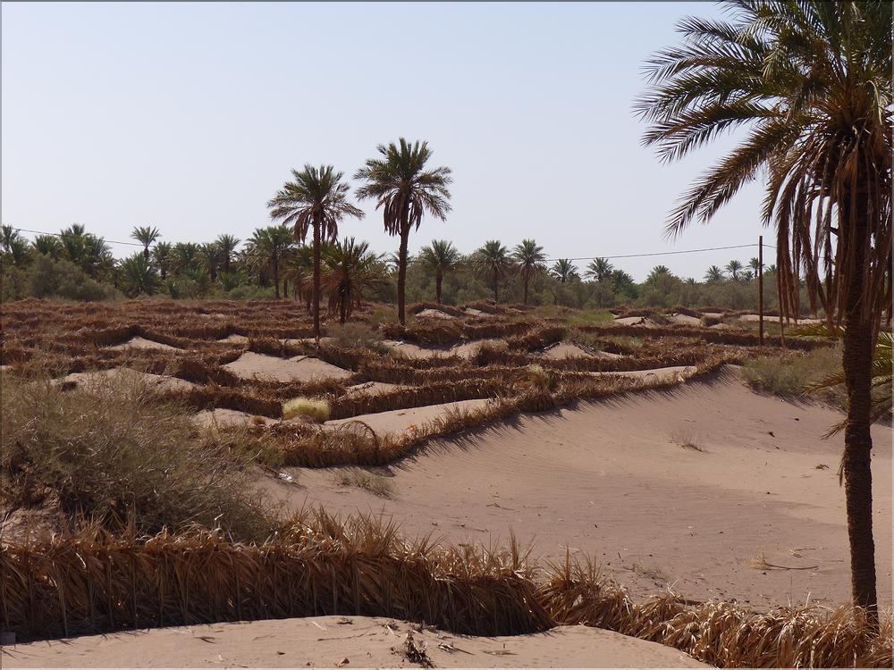 palmerraie Zagora (81)