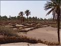 palmerraie Zagora (81)