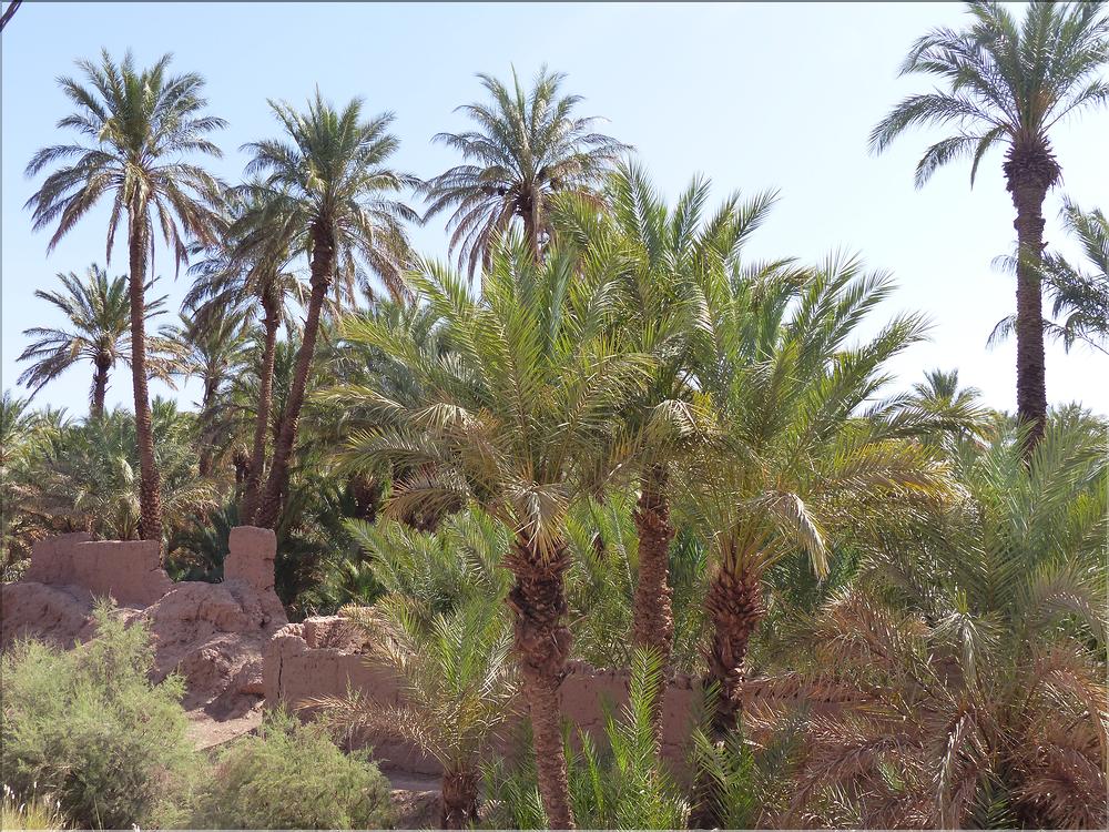 palmerraie Zagora (82)