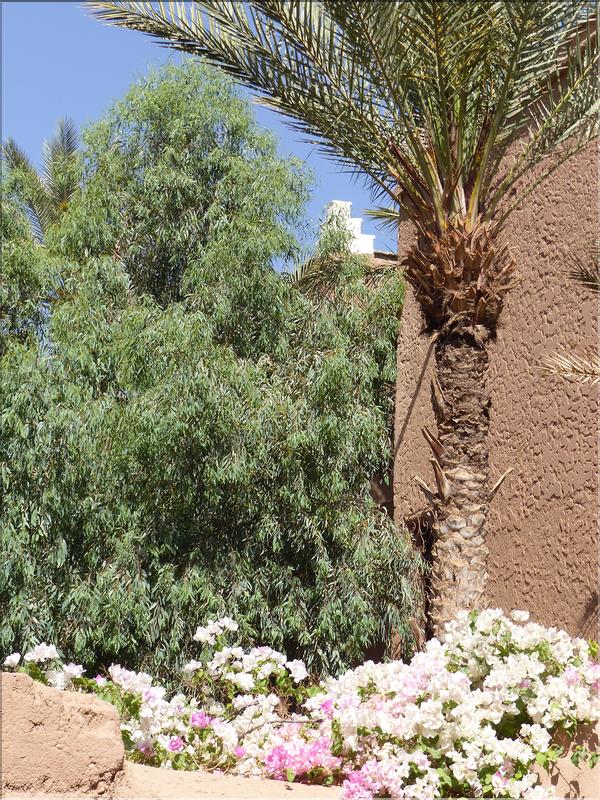 palmerraie Zagora (84)