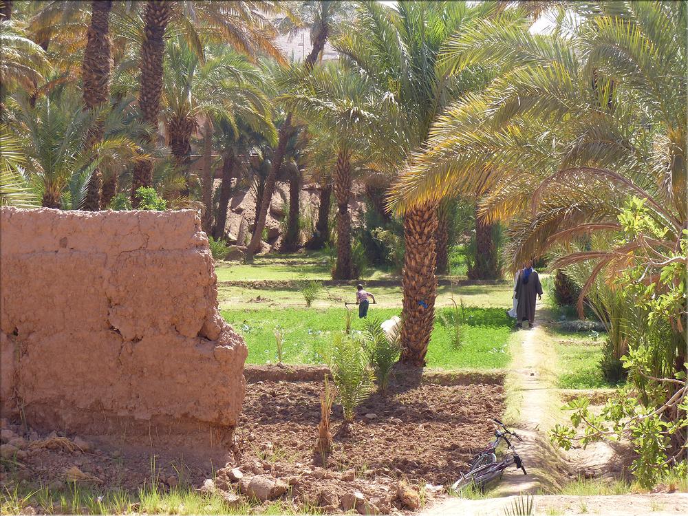 palmerraie Zagora (87)