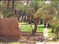 palmerraie Zagora (87)